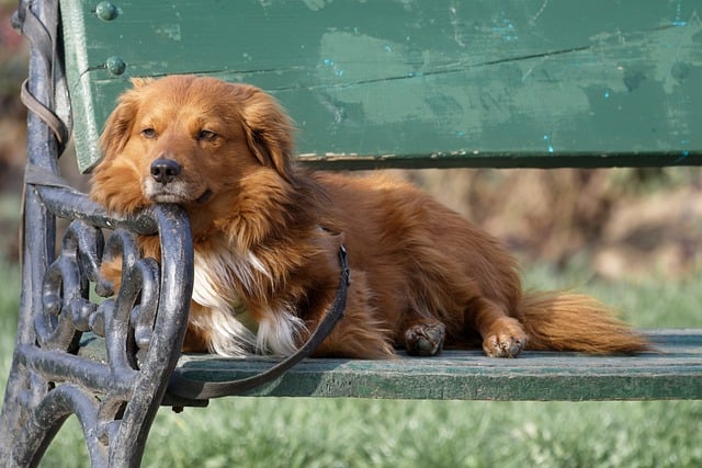 Free download dog canine bench pet animal fur free picture to be edited with GIMP free online image editor