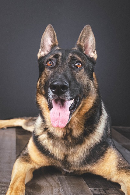 Free download dog canine breed mammal animal free picture to be edited with GIMP free online image editor
