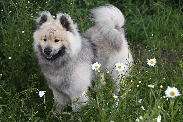 Free download dog canine eurasier dog free picture to be edited with GIMP free online image editor