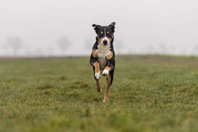 Free download dog canine field grass active free picture to be edited with GIMP free online image editor