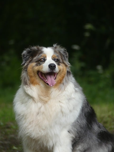 Free download dog canine fur joy adorable free picture to be edited with GIMP free online image editor