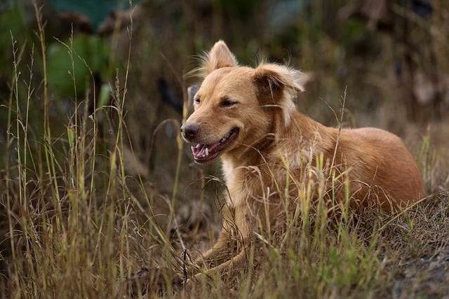 Free download dog canine grass mammal animal free picture to be edited with GIMP free online image editor
