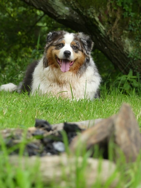 Free download dog canine muzzle fur adorable free picture to be edited with GIMP free online image editor