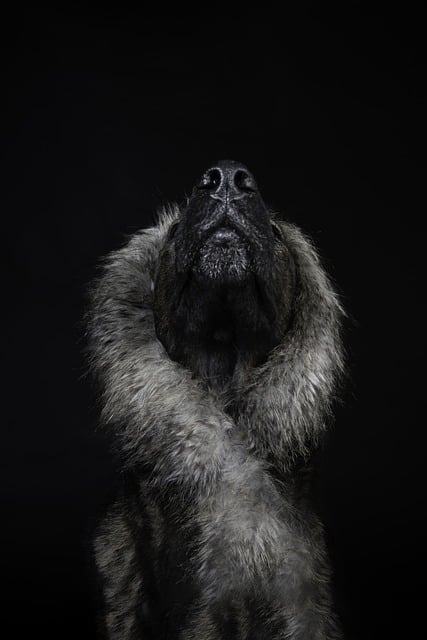 Free download dog canine muzzle mammal animal free picture to be edited with GIMP free online image editor