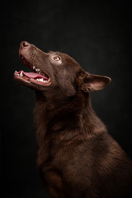Free download dog canine muzzle tongue pet free picture to be edited with GIMP free online image editor