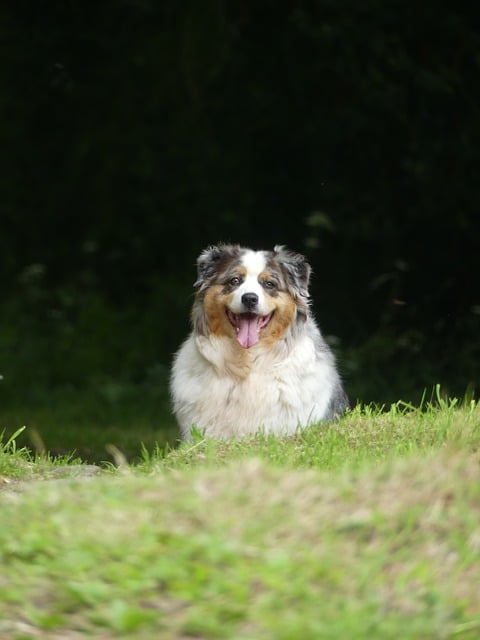 Free download dog canine path nature friend free picture to be edited with GIMP free online image editor