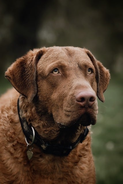 Free download dog canine pet animal nature free picture to be edited with GIMP free online image editor