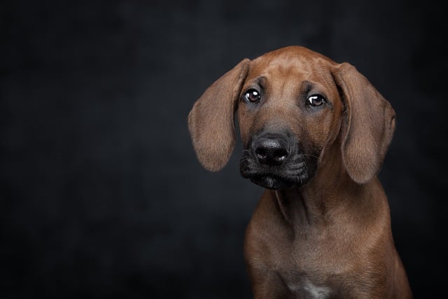 Muat turun percuma gambar percuma haiwan peliharaan haiwan peliharaan anjing anjing untuk diedit dengan editor imej dalam talian percuma GIMP