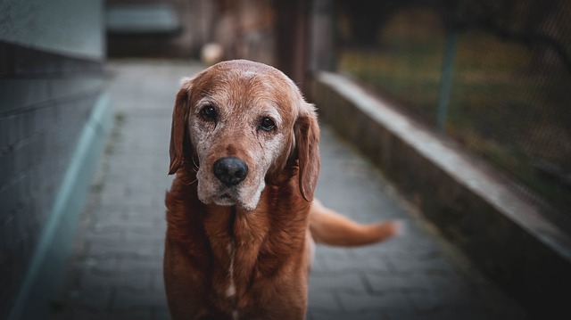 Free download dog canine pet domestic old eye free picture to be edited with GIMP free online image editor