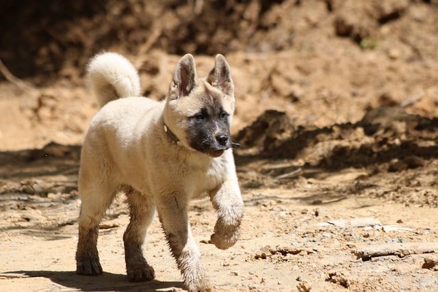 ດາວໂຫຼດຟຣີຮູບຫມາ canine pet ພາຍໃນປະເທດ puppy free picture to be edited with GIMP free online image editor