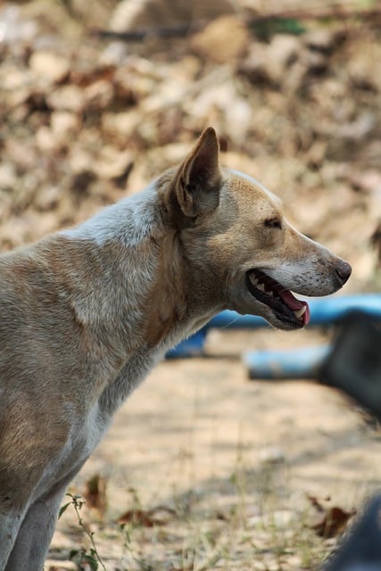 Free download dog canine pet profile playful free picture to be edited with GIMP free online image editor