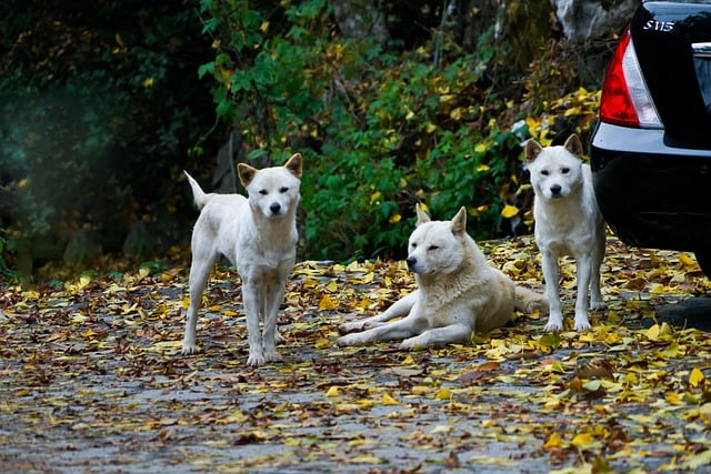 Free download dog canine pets breed jindo dog free picture to be edited with GIMP free online image editor