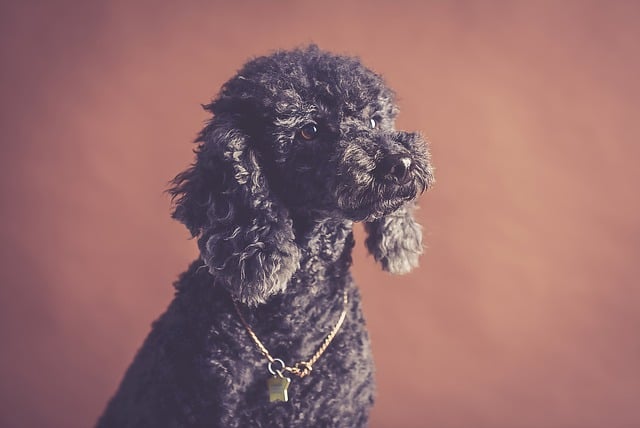 ດາວໂຫຼດຟຣີ dog canine poodle pet animal cute free picture to be edited with GIMP free online image editor