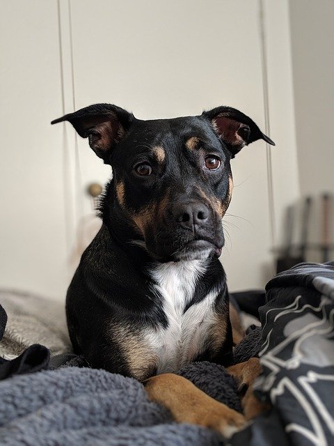 Free download Dog Canine Rescue -  free photo or picture to be edited with GIMP online image editor