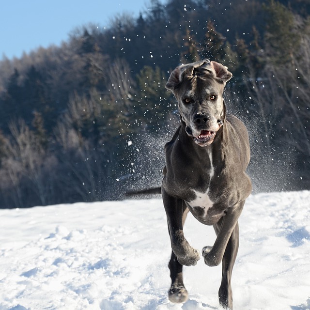 Free download dog canine run snow playful free picture to be edited with GIMP free online image editor