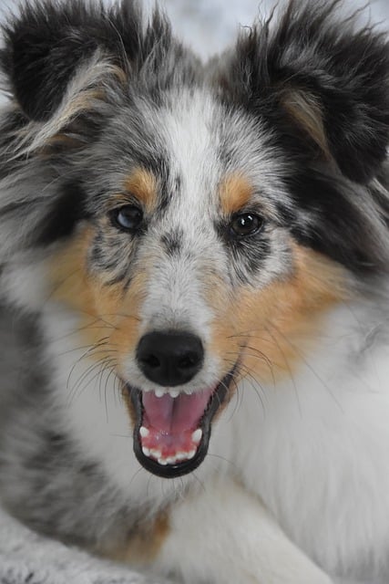 Free download dog canine shetland sheepdog female free picture to be edited with GIMP free online image editor