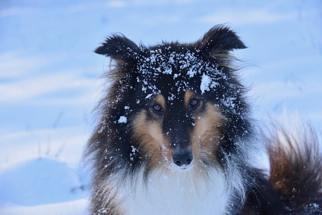 Free download dog canine snow shetland sheepdog free picture to be edited with GIMP free online image editor