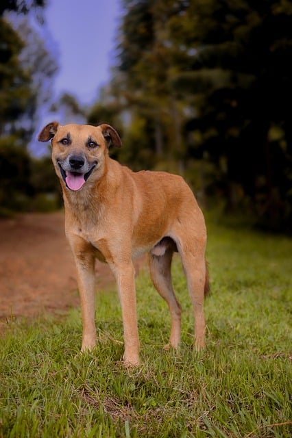 Free download dog canine wild playful mammal free picture to be edited with GIMP free online image editor