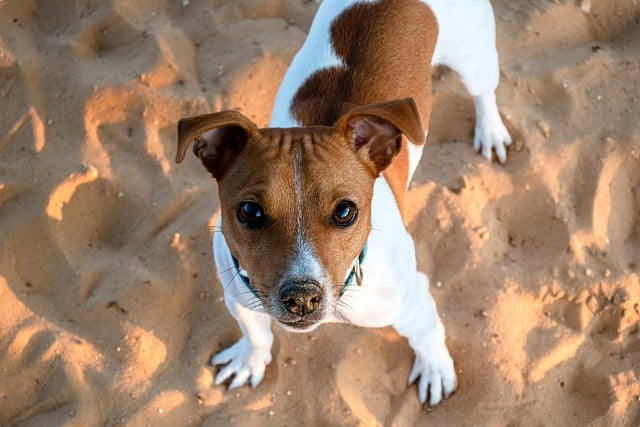 ดาวน์โหลดฟรี dog canine young dog pet ภาพฟรีที่จะแก้ไขด้วย GIMP โปรแกรมแก้ไขรูปภาพออนไลน์ฟรี