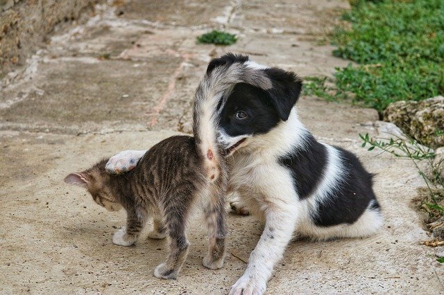 Unduh gratis Dog Cat - foto atau gambar gratis untuk diedit dengan editor gambar online GIMP