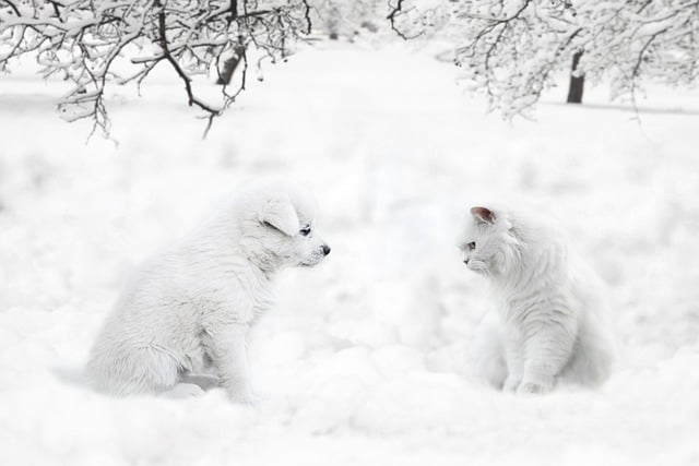 Free download dog cat winter snow pets branches free picture to be edited with GIMP free online image editor