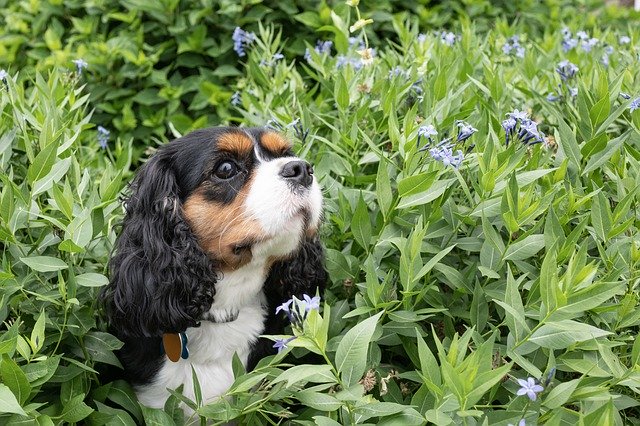 Bezpłatne pobieranie Dog Cavalier Flower - bezpłatne zdjęcie lub obraz do edycji za pomocą internetowego edytora obrazów GIMP