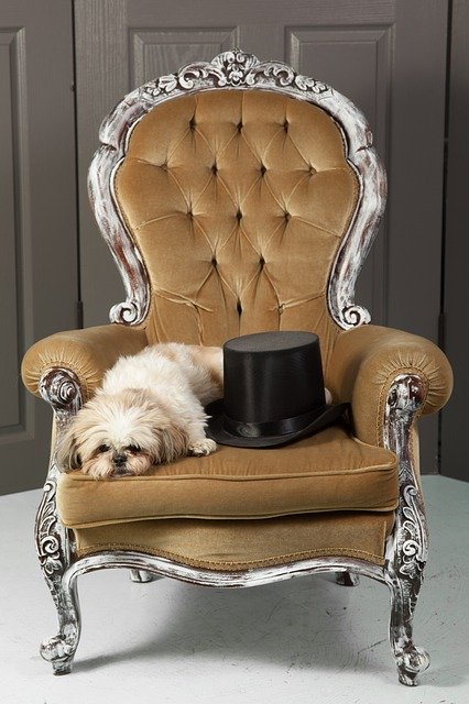 Free download Dog Chair Top Hat -  free photo or picture to be edited with GIMP online image editor