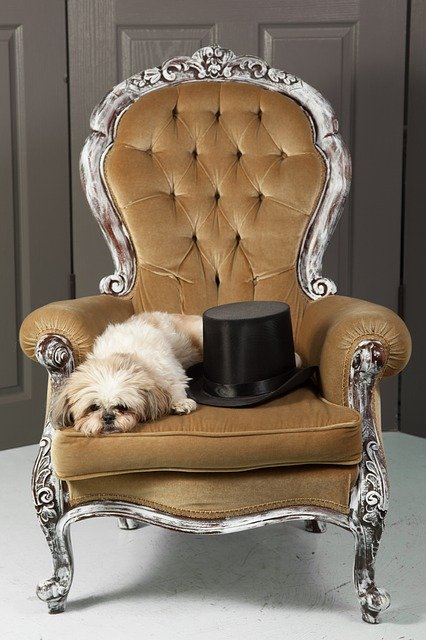 Kostenloser Download Dog Chair Top Hat - kostenloses Foto oder Bild zur Bearbeitung mit GIMP Online-Bildbearbeitung