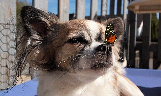 Free download Dog Chihuahua Cute -  free photo or picture to be edited with GIMP online image editor
