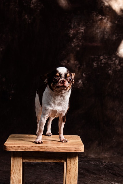 Free download dog chihuahua muzzle background free picture to be edited with GIMP free online image editor