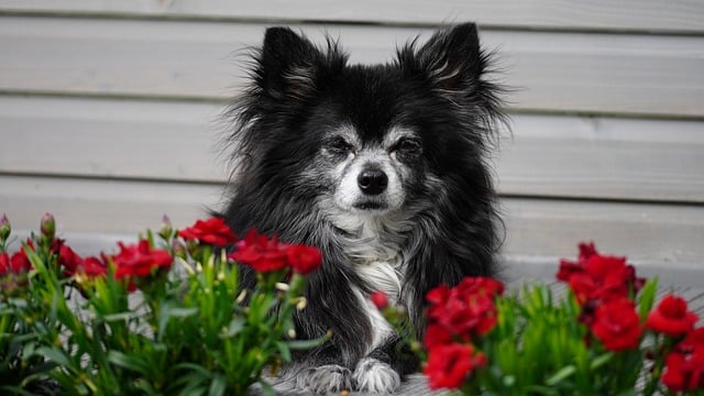 Free download dog chihuahua pooch free picture to be edited with GIMP free online image editor