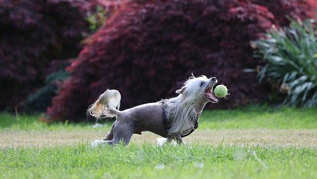 Free download dog chinese chrested pet canine free picture to be edited with GIMP free online image editor
