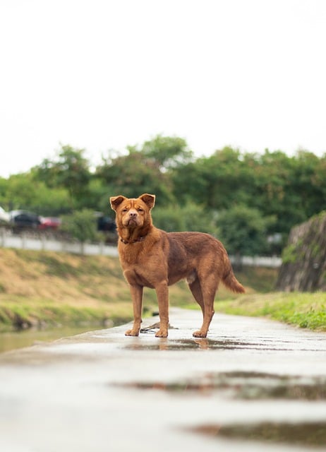 Free download dog chinese pastoral dog pets rain free picture to be edited with GIMP free online image editor