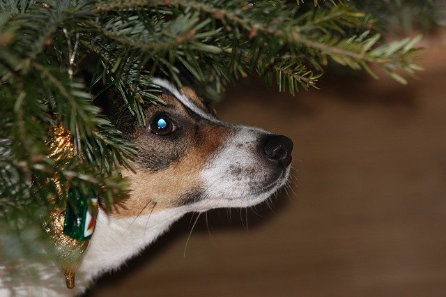 ดาวน์โหลดฟรี Dog Christmas Tree - เทมเพลตรูปภาพฟรีที่จะแก้ไขด้วยโปรแกรมแก้ไขรูปภาพออนไลน์ GIMP
