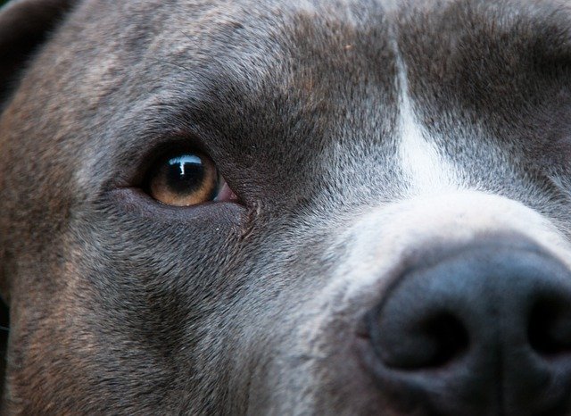 Free picture Dog Close Up View -  to be edited by GIMP free image editor by OffiDocs