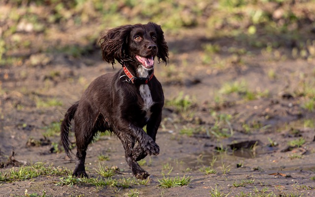 Free download dog cocker spaniel spaniel canine free picture to be edited with GIMP free online image editor