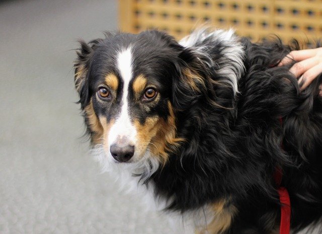 ດາວໂຫຼດຟຣີ Dog Collie Border Purebred - ຮູບແຕ້ມຟຣີເພື່ອແກ້ໄຂດ້ວຍ GIMP ບັນນາທິການຮູບພາບອອນໄລນ໌ຟຣີ