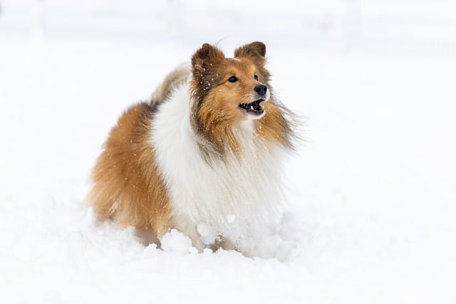 Free download dog collie fluffy frost fur free picture to be edited with GIMP free online image editor
