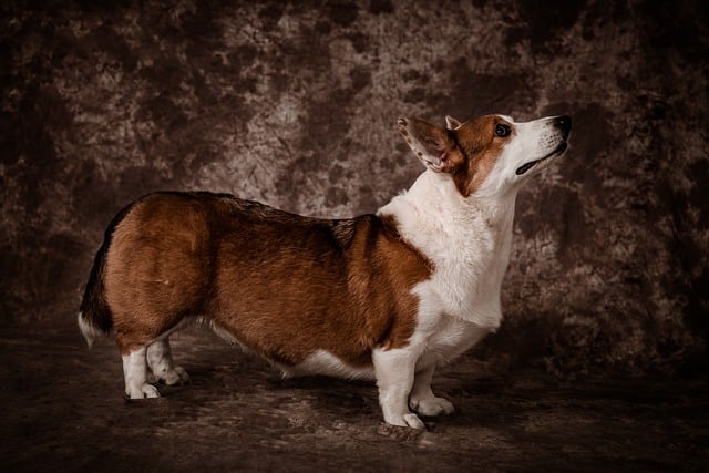 Free download dog corgi pet animal background free picture to be edited with GIMP free online image editor