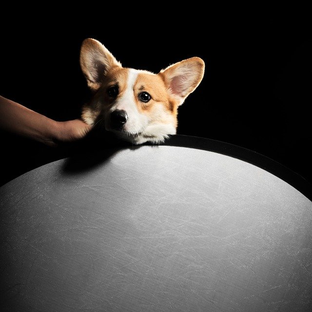 Muat turun percuma Dog Corgi Pets - foto atau gambar percuma untuk diedit dengan editor imej dalam talian GIMP