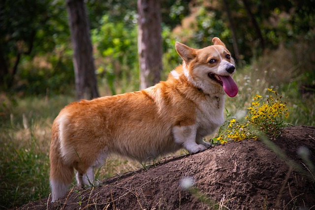 Free download dog corgi portrait ears tongue free picture to be edited with GIMP free online image editor