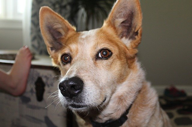 Free download Dog Corgi Red Heeler -  free photo or picture to be edited with GIMP online image editor