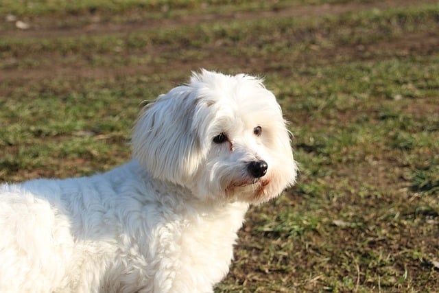 Free download dog coton de tulear grass outdoors free picture to be edited with GIMP free online image editor