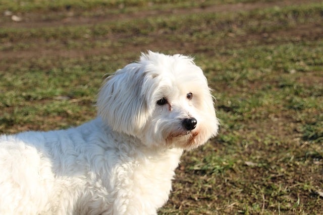 Scarica gratuitamente l'immagine gratuita del cane coton de tulear erba all'aperto da modificare con l'editor di immagini online gratuito GIMP