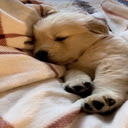 Dog curled up in blanket wallpaper  screen for extension Chrome web store in OffiDocs Chromium