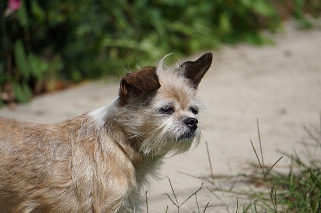 Bezpłatne pobieranie Dog Cute Adorable - darmowe zdjęcie lub obraz do edycji za pomocą internetowego edytora obrazów GIMP