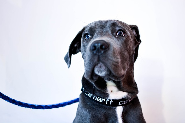 Free download dog cute adorable model eyes free picture to be edited with GIMP free online image editor