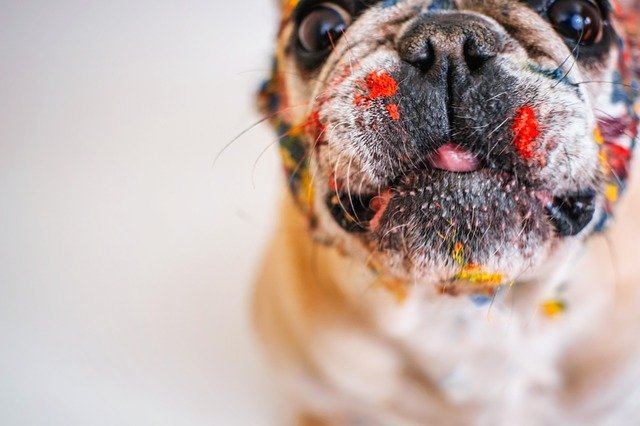 Descărcare gratuită câine drăguț animal de companie distracție mică imagine gratuită pentru a fi editată cu editorul de imagini online gratuit GIMP