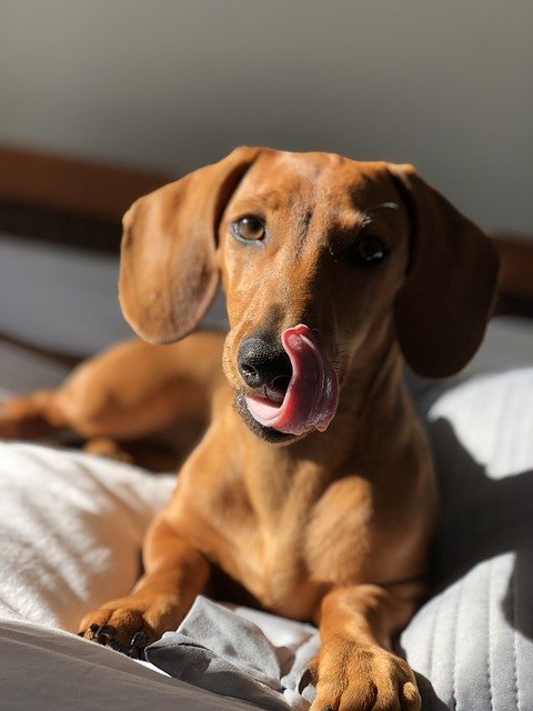 Free download dog cute pu puppy pet animal sad free picture to be edited with GIMP free online image editor