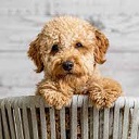 Dog Cuties  screen for extension Chrome web store in OffiDocs Chromium